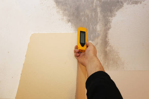 Professional Mold Removal in Bull Shoals, AR